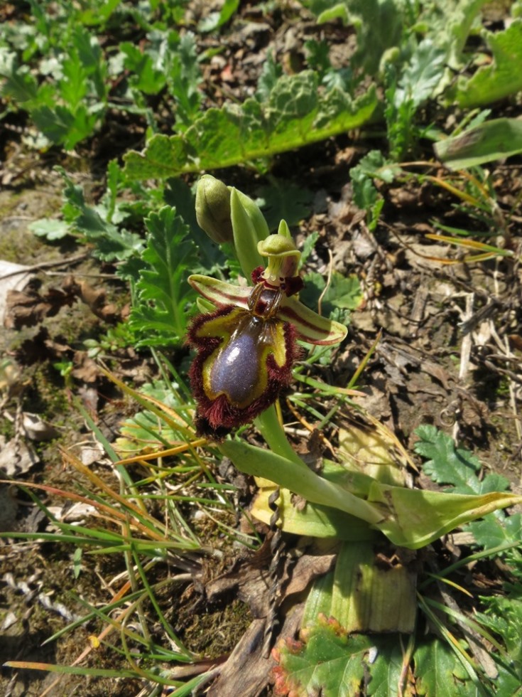 Per Orchidee lungo la piana del fiume Magra (SP)